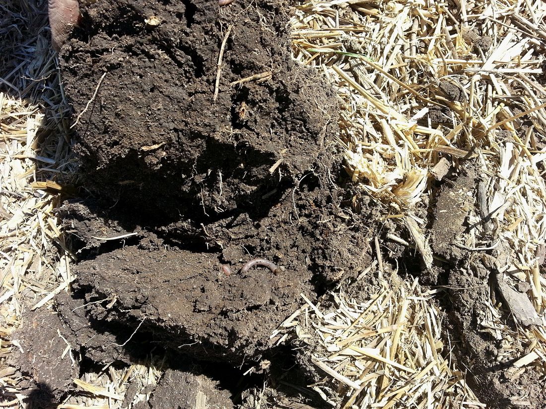 Dark, crumbly living soil under straw